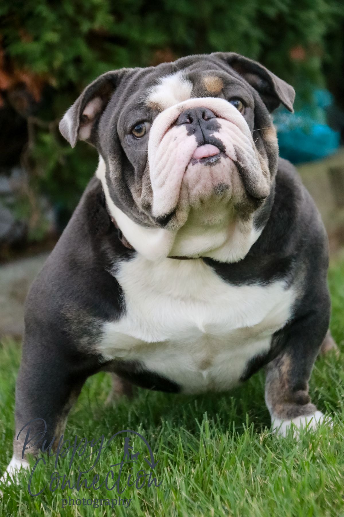 "Blue Smoke", our beautiful Blue Tri male with perfect conformation!