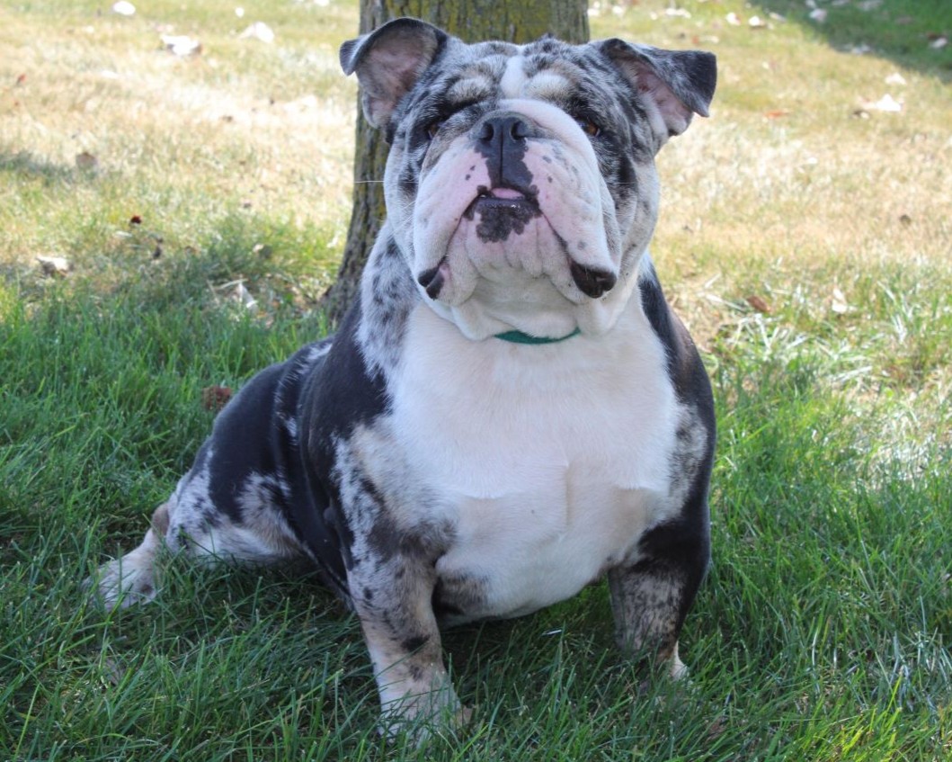"Energizer", a Blue Smoke son with "energizing" merle colors with the same great conformation.
