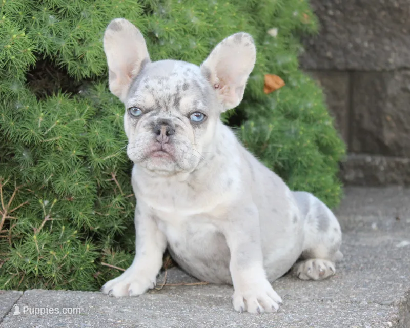 Ike - French Bulldog