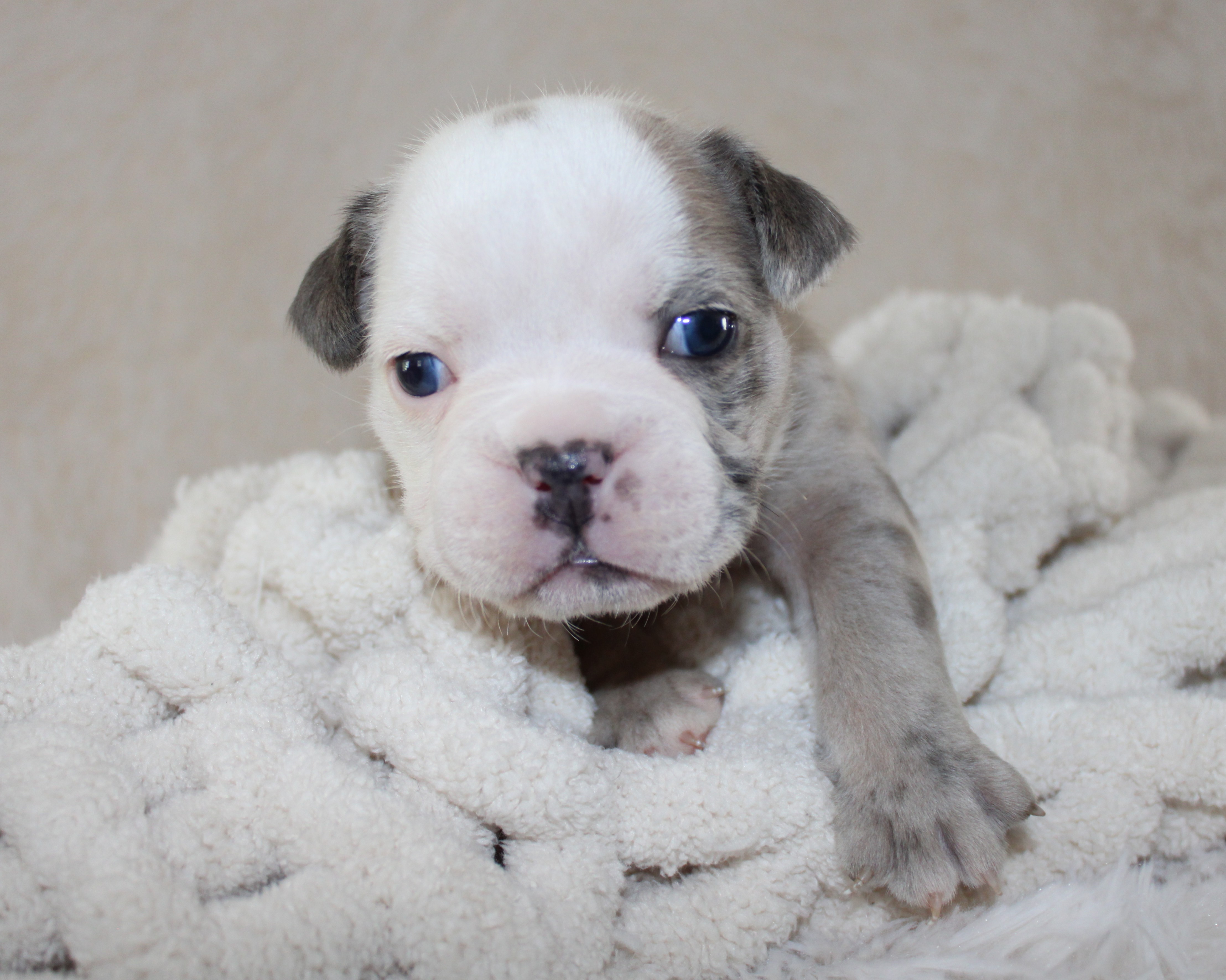 "Halle"- English Bulldog Female born 5-26-2026 RESERVED