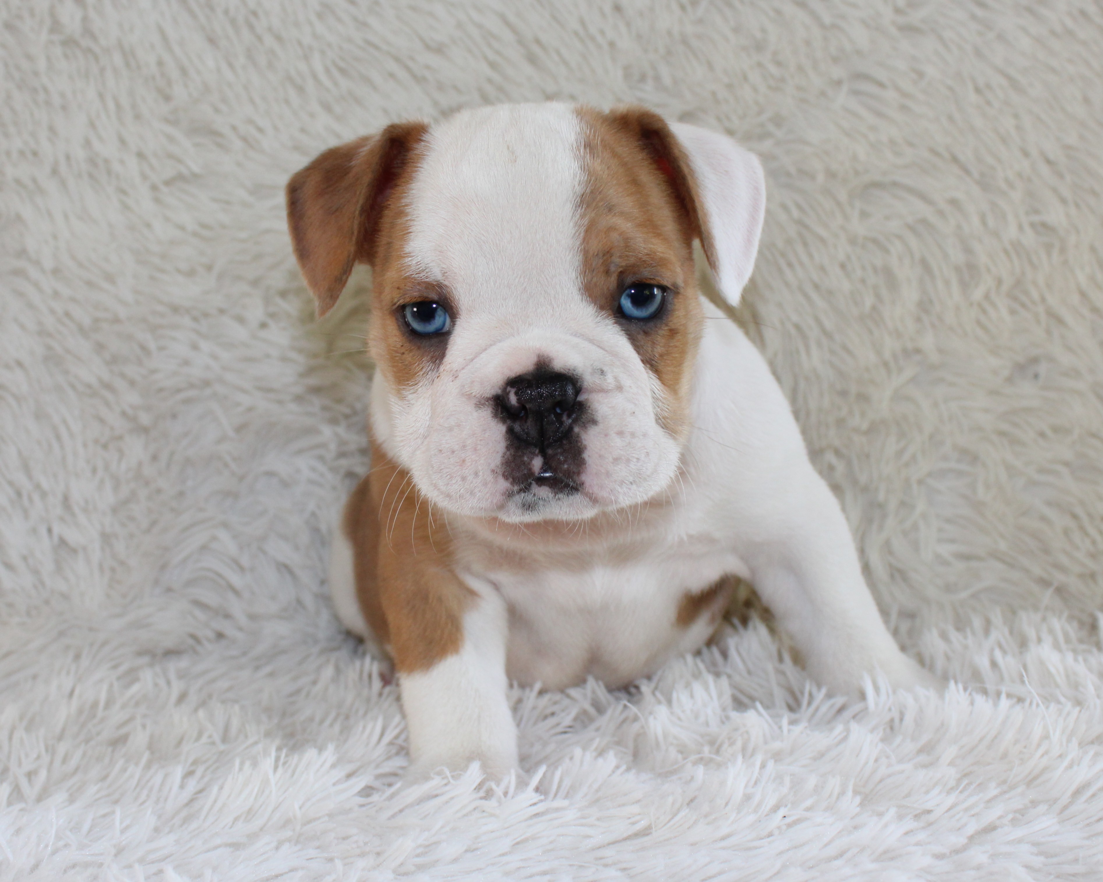 "Henry" -English Bulldog Male born on 5-26-2026   SOLD