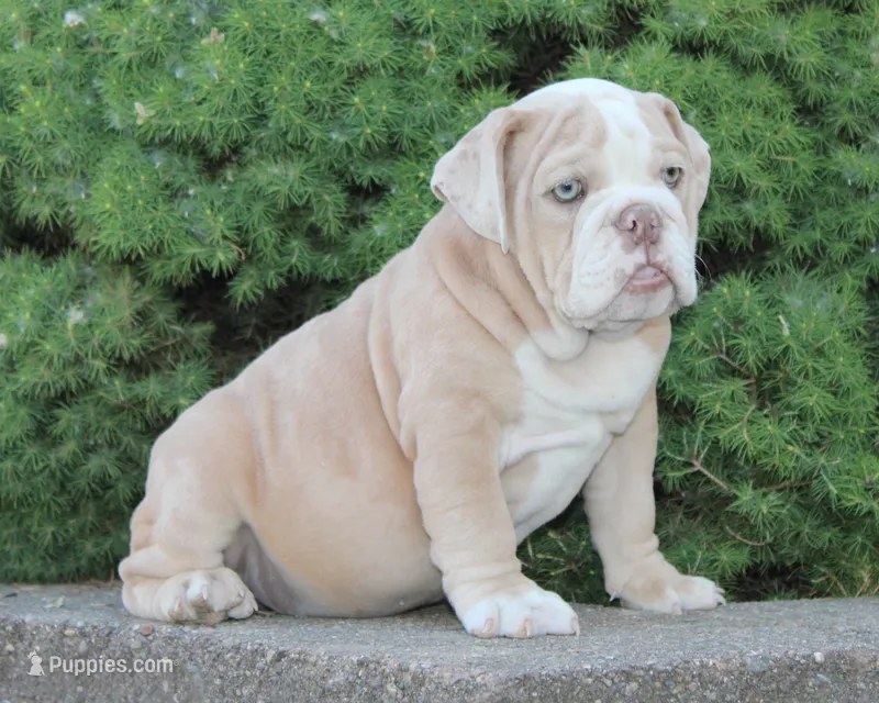 Kory - English Bulldog