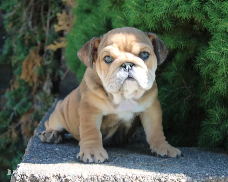 Zeus - English Bulldog